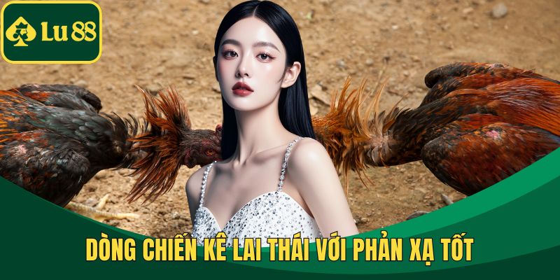 Dòng chiến kê lai Thái với phản xạ tốt