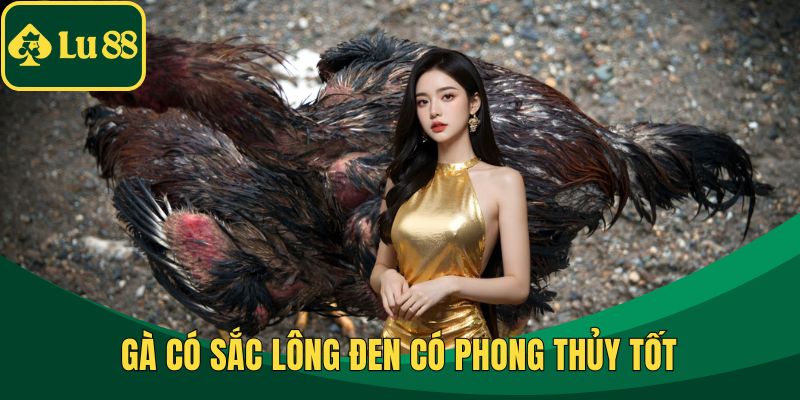 Gà có sắc lông đen có phong thủy tốt