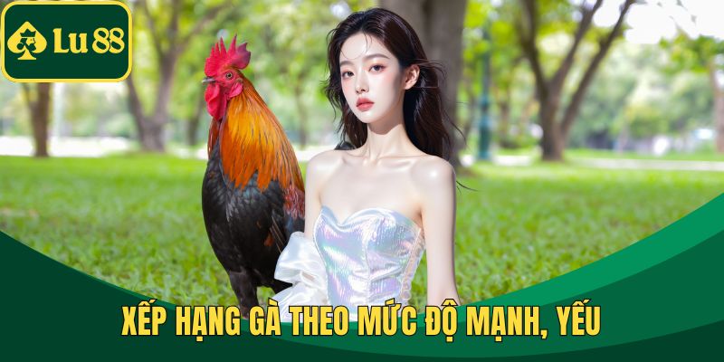Xếp hạng gà theo mức độ mạnh, yếu